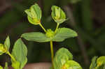 Warty spurge